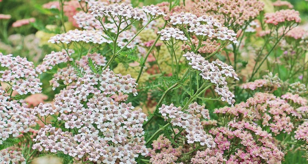 Schafgarbe in Blüte